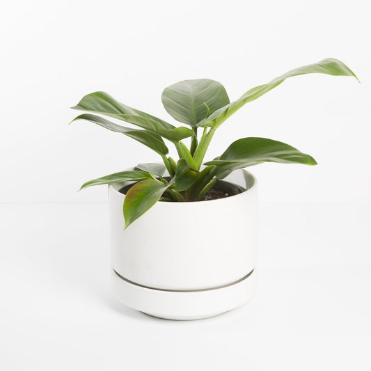 Philodendron 'Green Congo' - Urban Sprouts