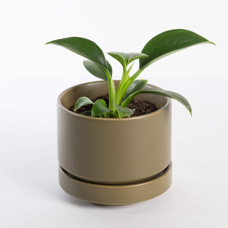 Urban Sprouts Plant Philodendron 'Green Princess'