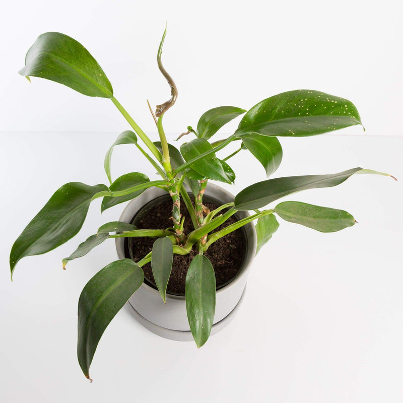 Urban Sprouts Plant Philodendron 'Little Phil'
