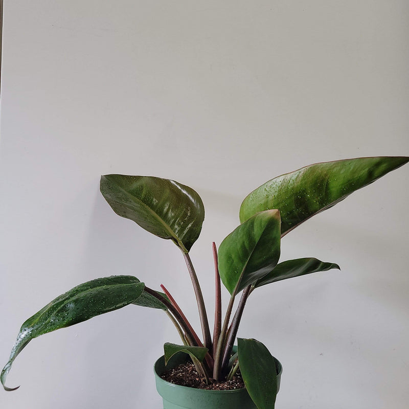 Urban Sprouts Plant Philodendron 'Red Congo'