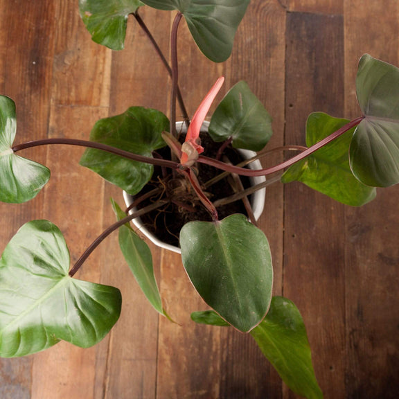 Urban Sprouts Plant Philodendron 'Red Emerald'