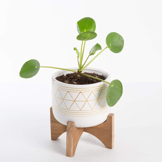 Urban Sprouts Plant Pilea 'Money Plant'