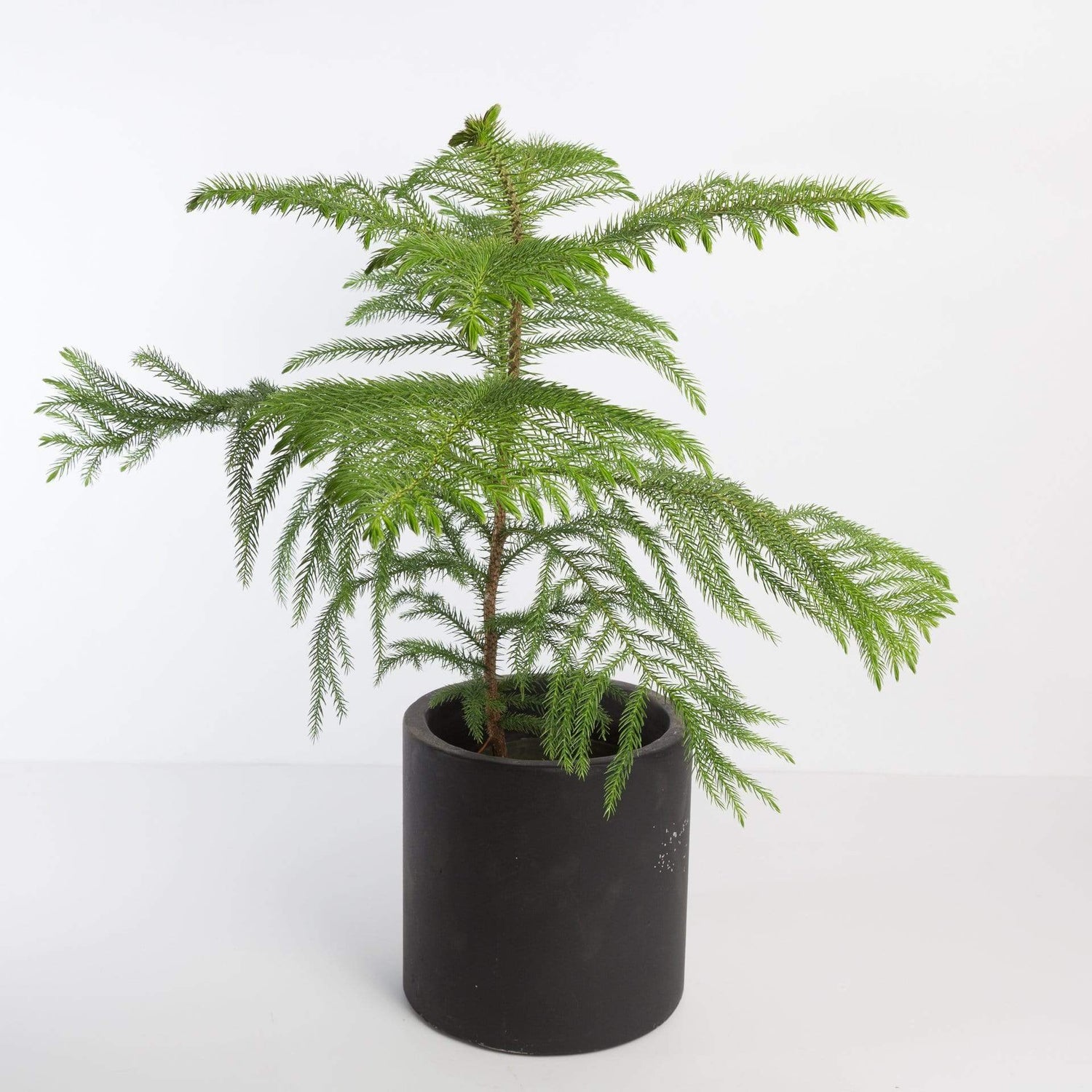Urban Sprouts Plant Pine 'Norfolk Island'