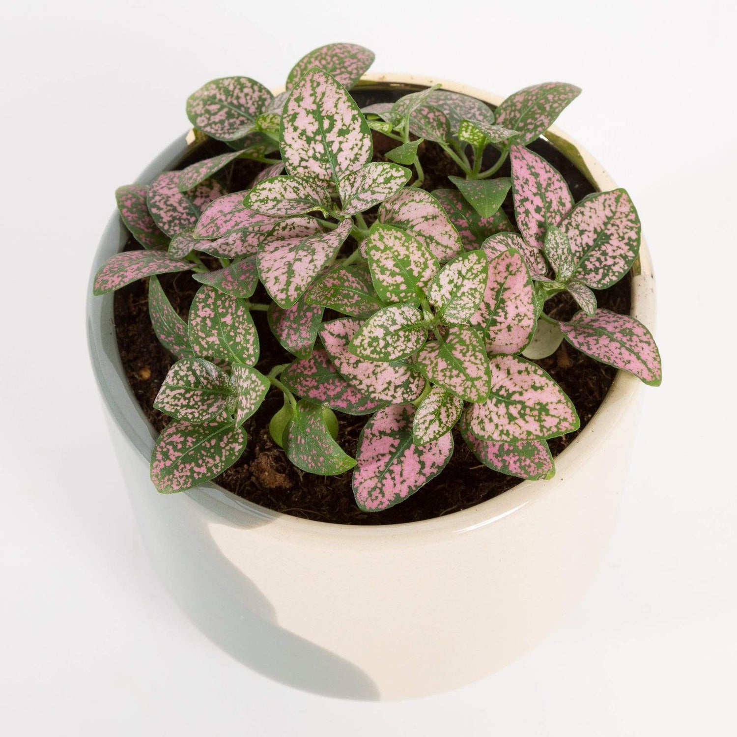 Urban Sprouts Plant Polka Dot Plant 'Rose'