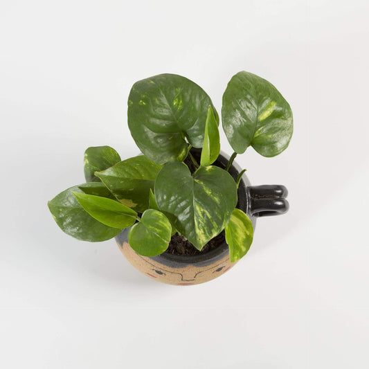 Urban Sprouts Plant Pothos 'Golden'