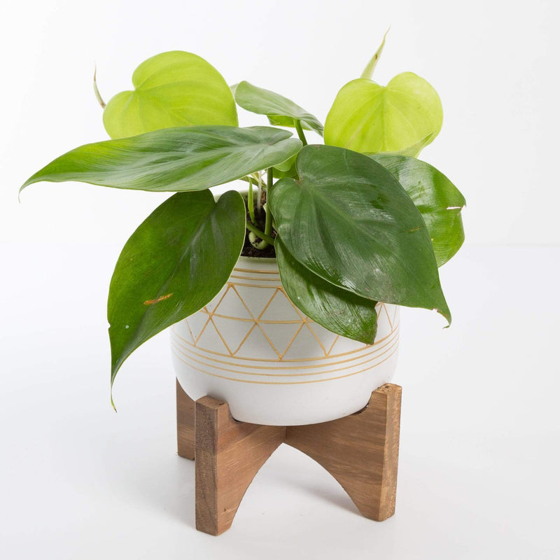 Urban Sprouts Plant Pothos 'Heart Leaf Philodendron'