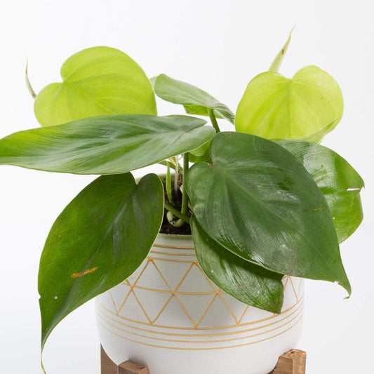 Urban Sprouts Plant Pothos 'Heart Leaf Philodendron'