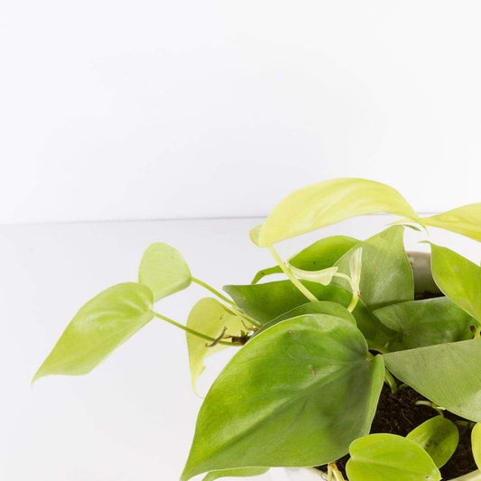 Urban Sprouts Plant Pothos 'Lemon Lime'