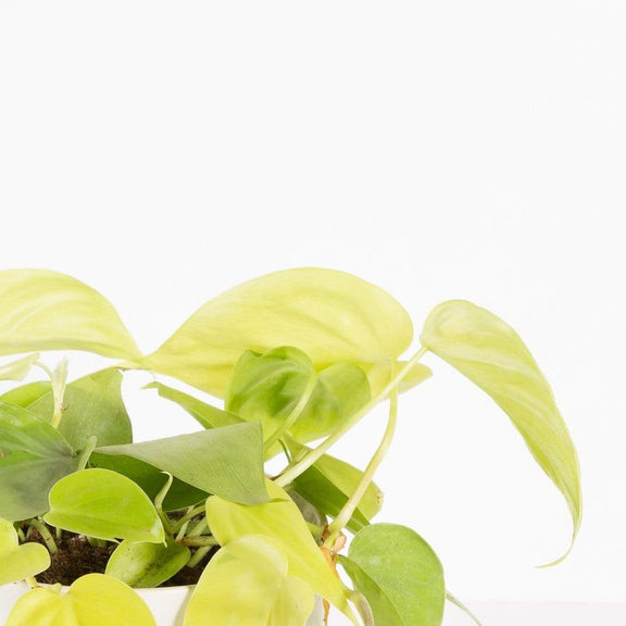 Urban Sprouts Plant Pothos 'Lemon Lime'