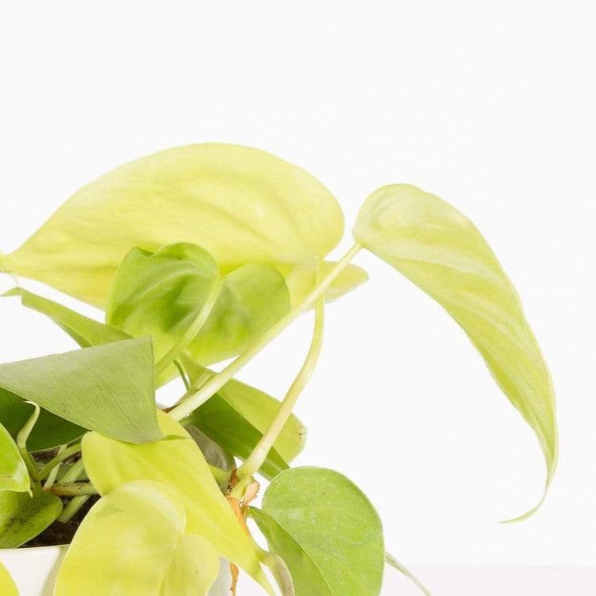 Urban Sprouts Plant Pothos 'Lemon Lime'