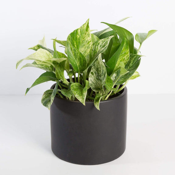 Urban Sprouts Plant Pothos 'Marble Queen'