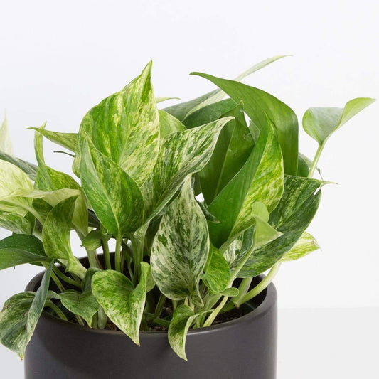 Urban Sprouts Plant Pothos 'Marble Queen'