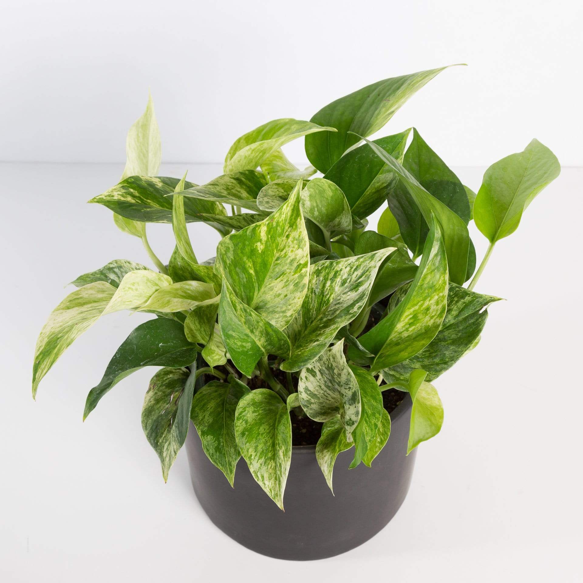 Urban Sprouts Plant Pothos 'Marble Queen'