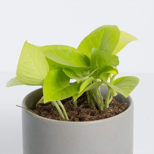 Urban Sprouts Plant Pothos 'Neon'