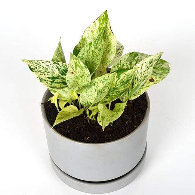 Urban Sprouts Plant Pothos 'Snow Queen'