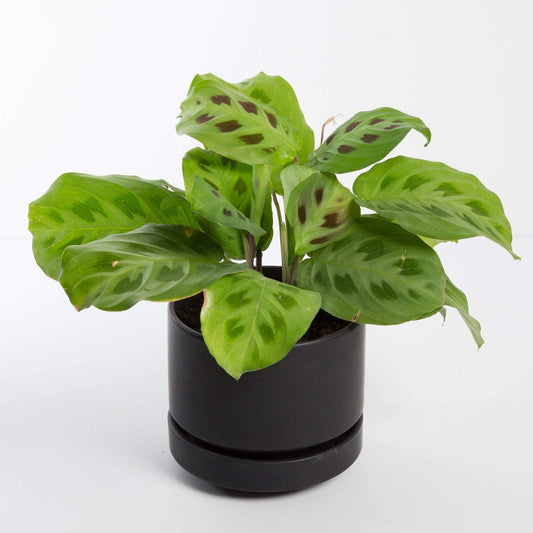 Urban Sprouts Plant Prayer Plant