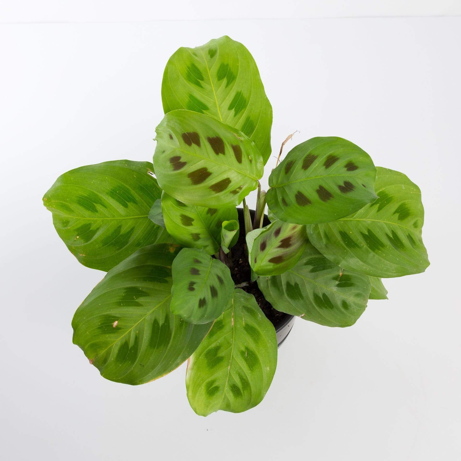 Urban Sprouts Plant Prayer Plant