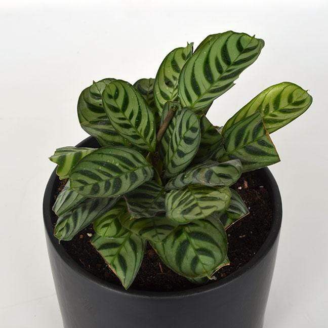 Urban Sprouts Plant Prayer Plant 'Burle Marx'