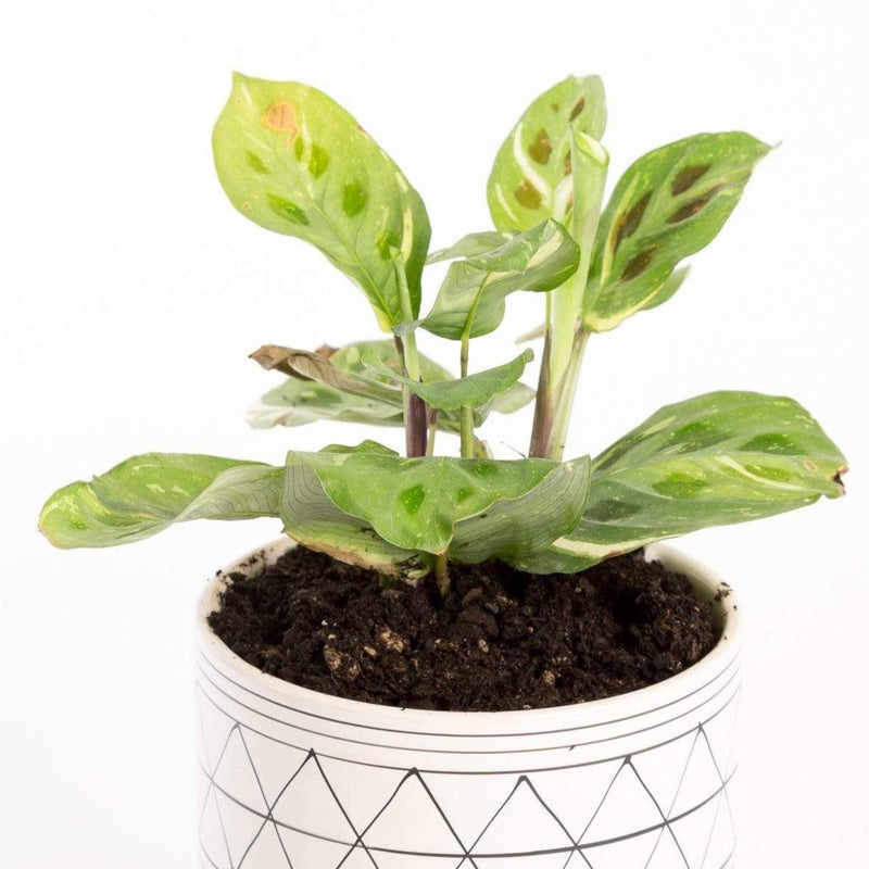 Urban Sprouts Plant Prayer Plant 'Variegated'