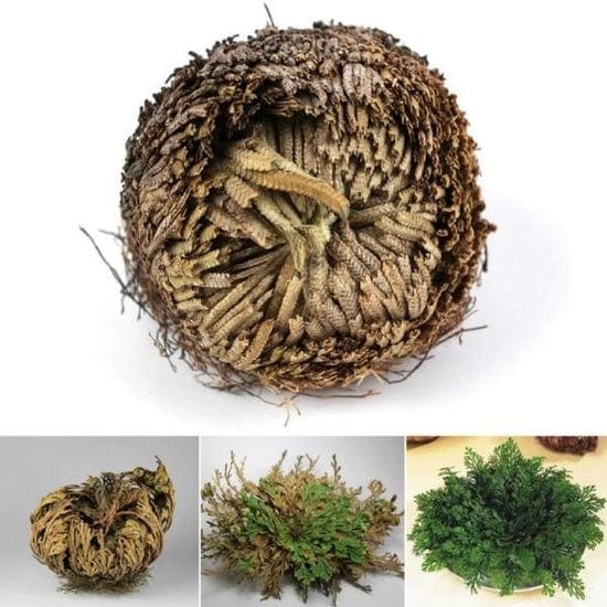 Urban Sprouts Plant Rose Of Jericho