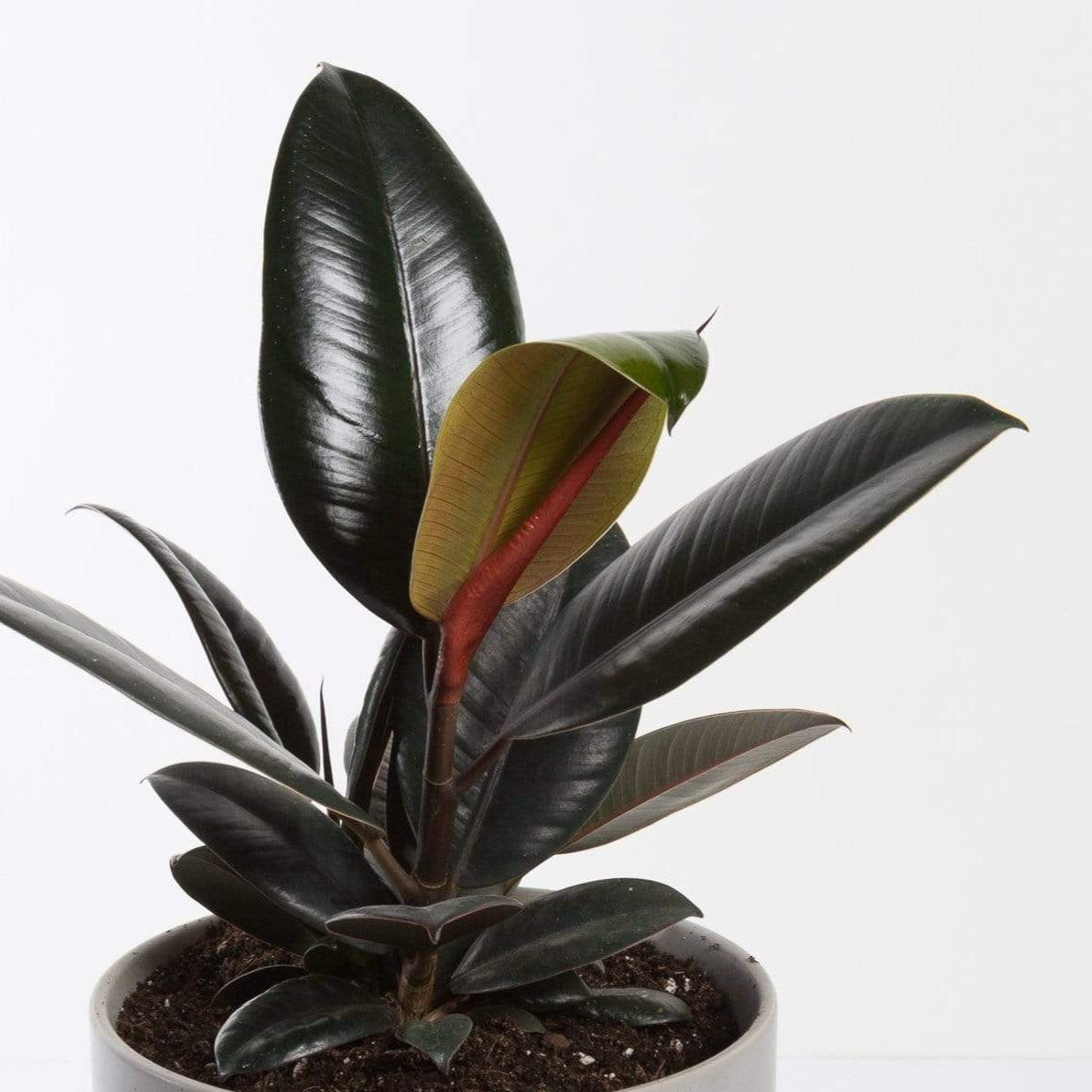 Urban Sprouts Plant Rubber Tree 'Burgundy'