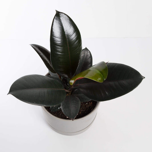 Urban Sprouts Plant Rubber Tree 'Burgundy'