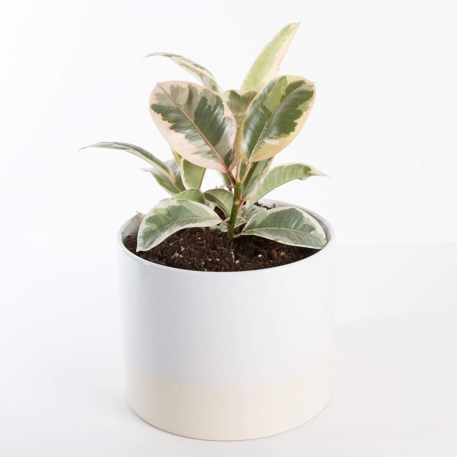 Urban Sprouts Plant Rubber Tree 'Tineke'