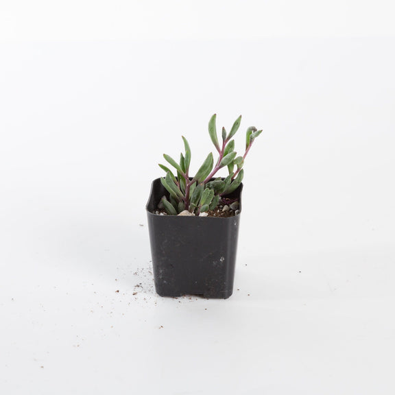 Urban Sprouts Plant Ruby Necklace