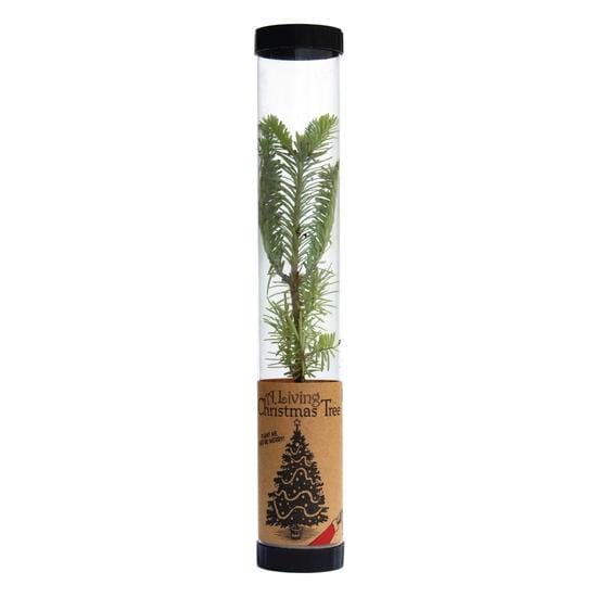 Urban Sprouts Plant Seedling in Tube Fir 'Basalm'