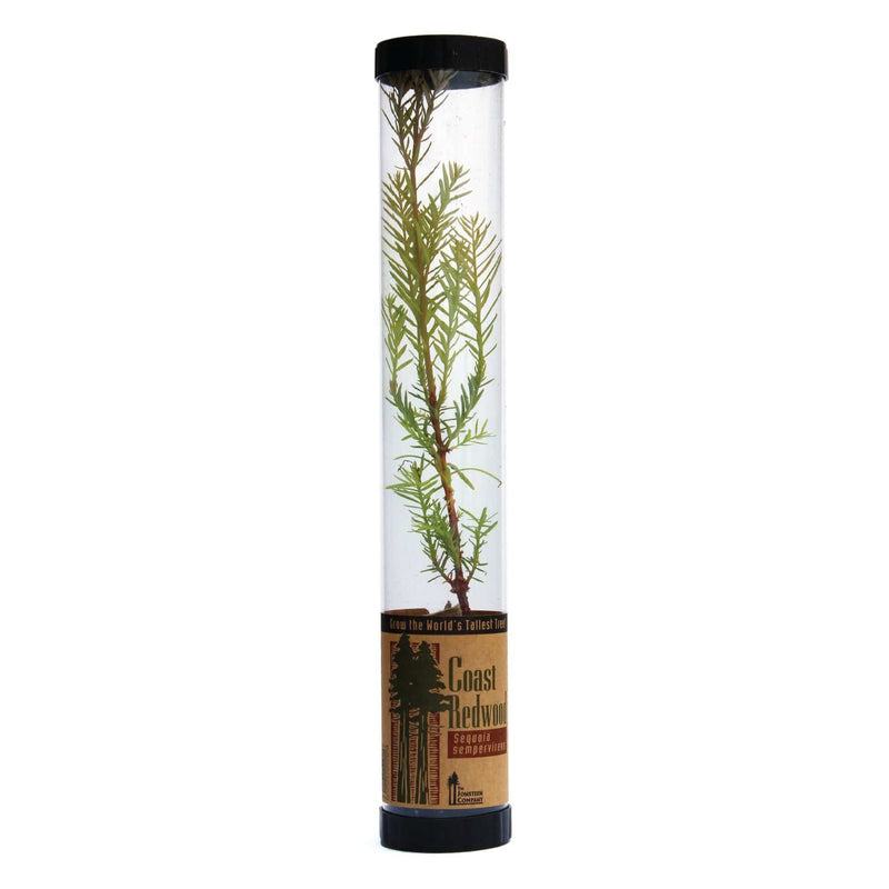 Urban Sprouts Plant Seedling in Tube Redwood 'Coast'