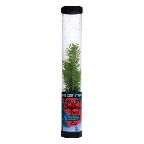 Urban Sprouts Plant Seedling in Tube Spruce 'Blue'