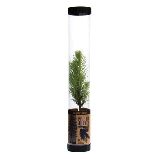 Urban Sprouts Plant Seedling in Tube Spruce 'Colorado Blue'