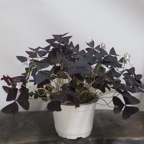 Urban Sprouts Plant Shamrock 'Purple'