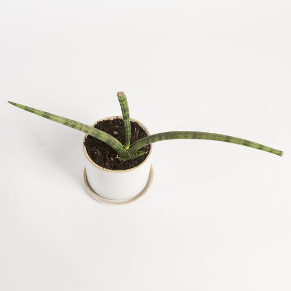 Urban Sprouts Plant Snake Plant 'African Spear'