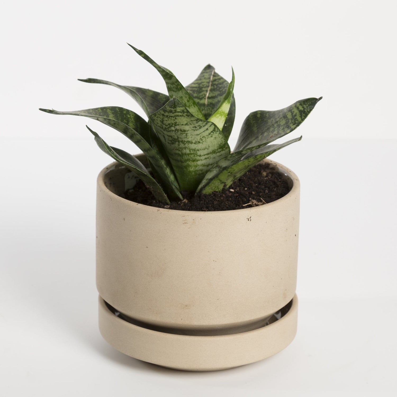Snake Plant 'Birds Nest' - Urban Sprouts