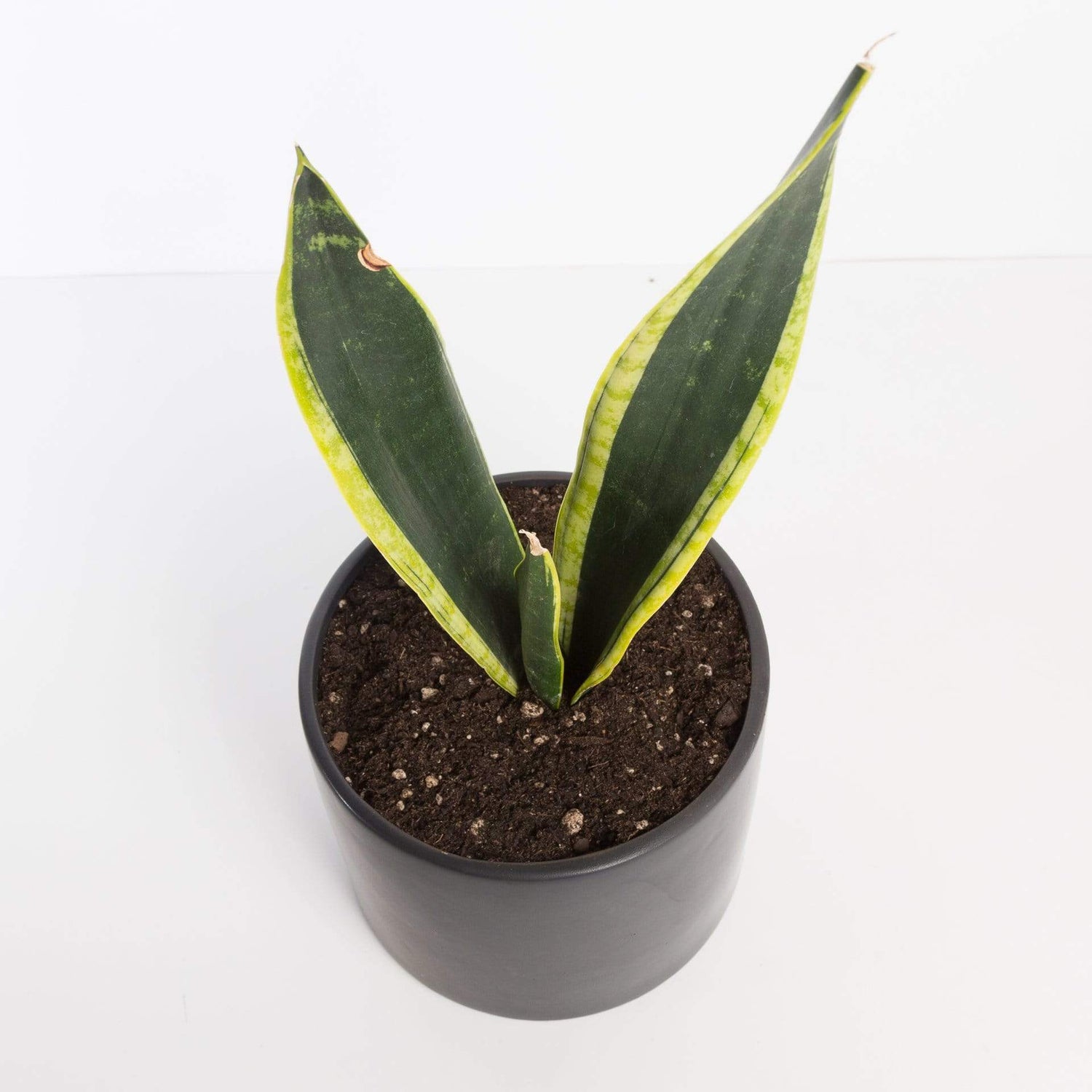 Urban Sprouts Plant Snake Plant 'Black Gold'