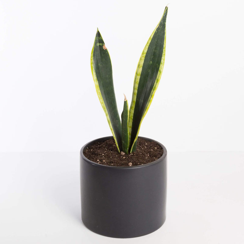 Urban Sprouts Plant Snake Plant 'Black Gold'