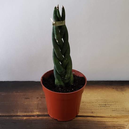 Urban Sprouts Plant Snake Plant 'Fernwood - Cylindrica'