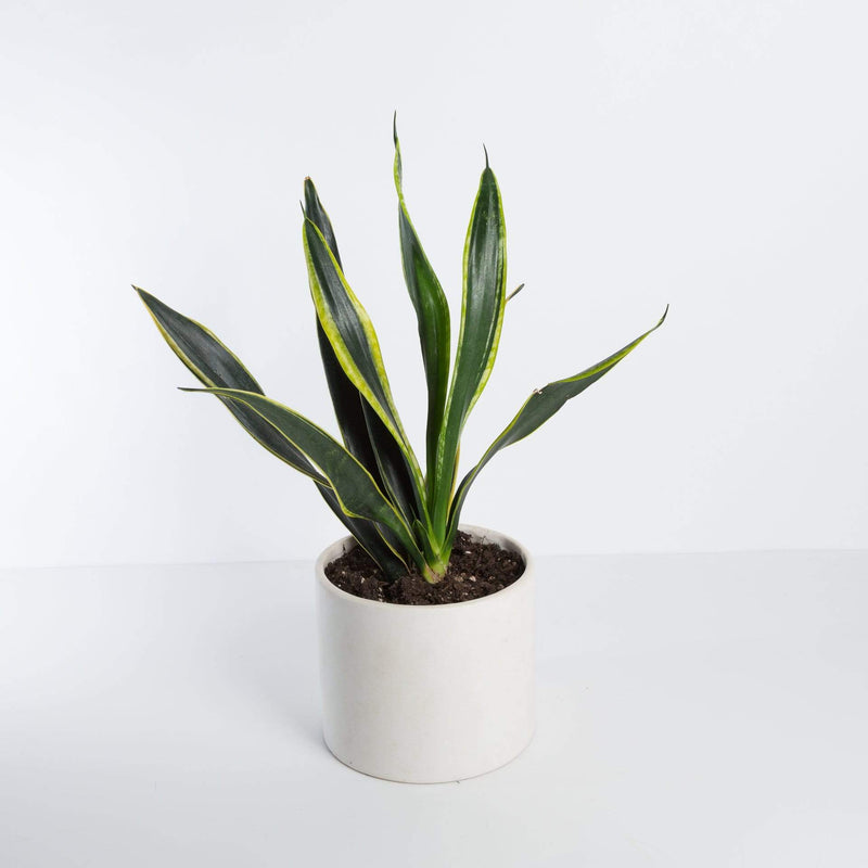 Urban Sprouts Plant Snake Plant 'Flame'