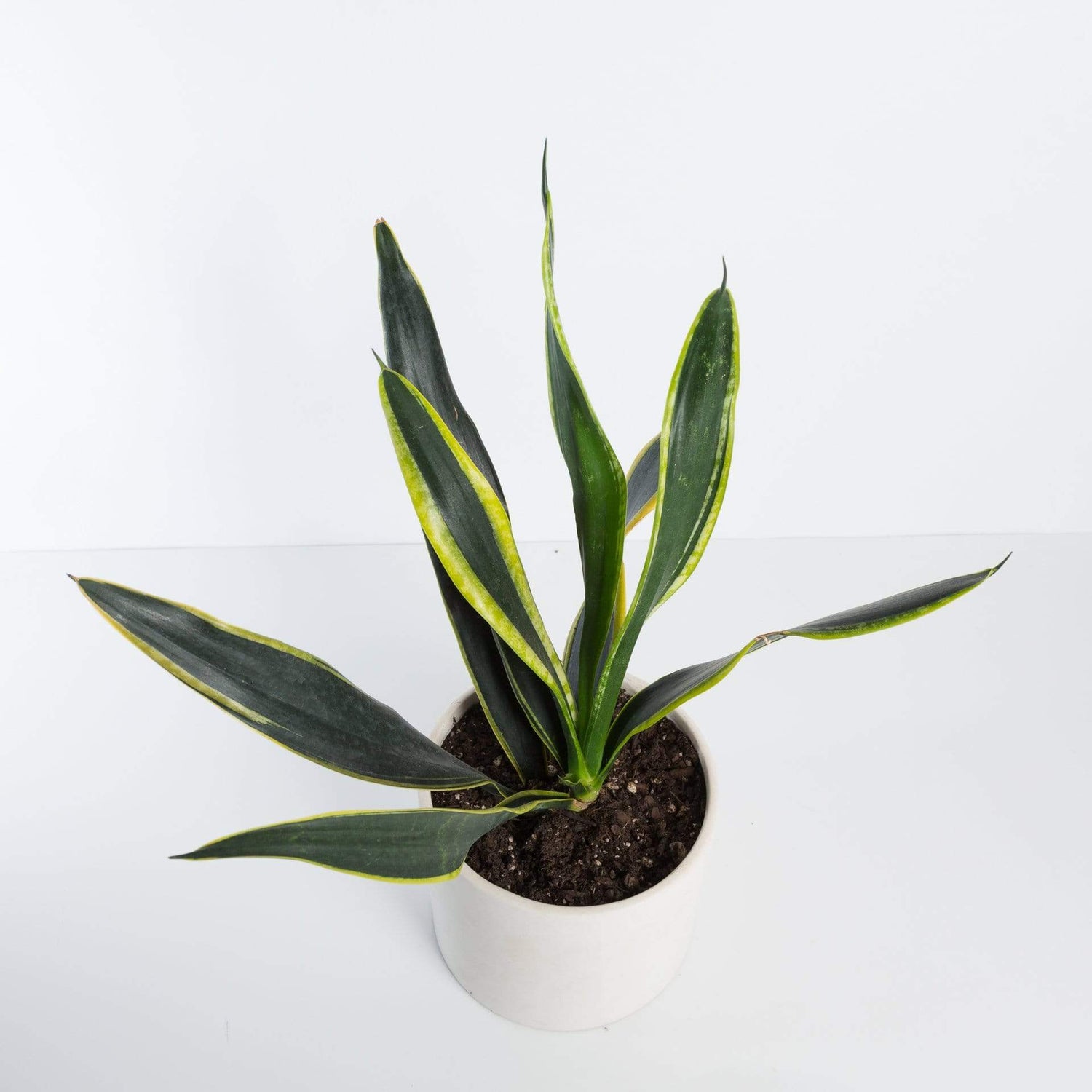 Urban Sprouts Plant Snake Plant 'Flame'
