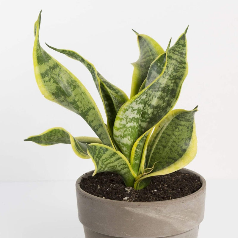 Snake Plant 'Futura Superba' - Urban Sprouts