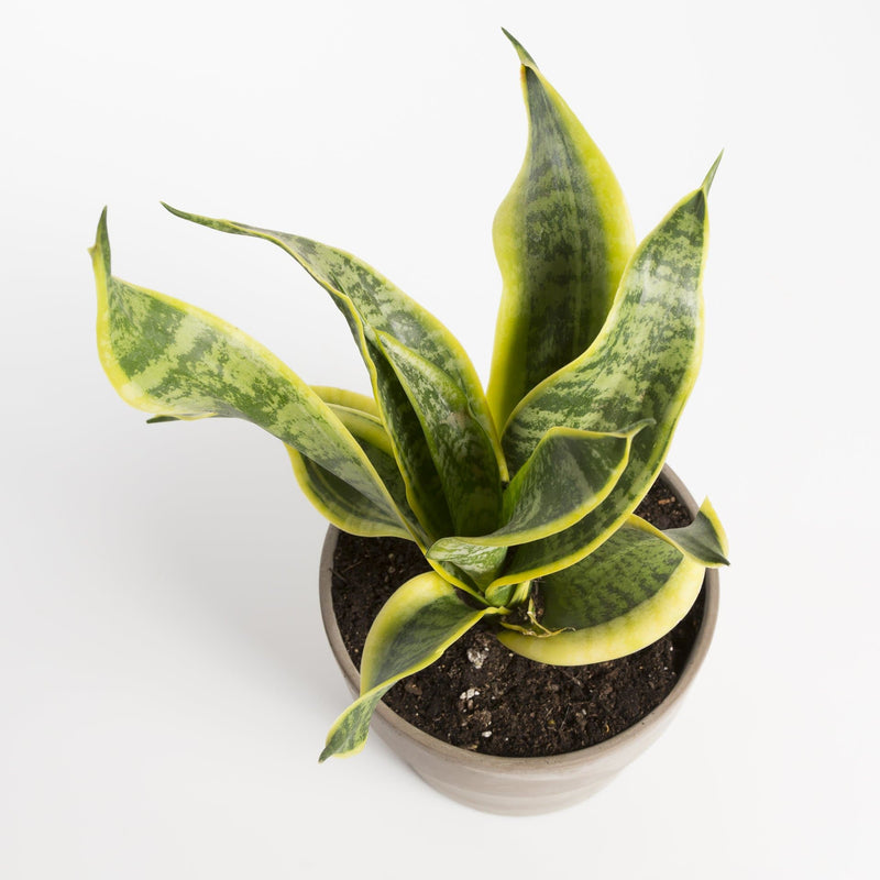 Snake Plant 'Futura Superba' - Urban Sprouts