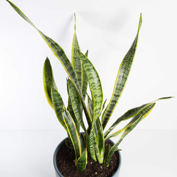 Urban Sprouts Plant Snake Plant 'Laurentii'