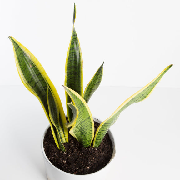 Urban Sprouts Plant Snake Plant 'Laurentii'