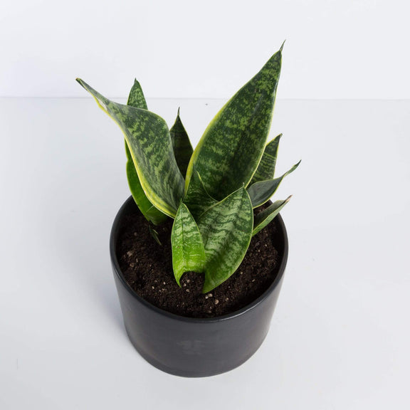 Urban Sprouts Plant Snake Plant 'Tyler'