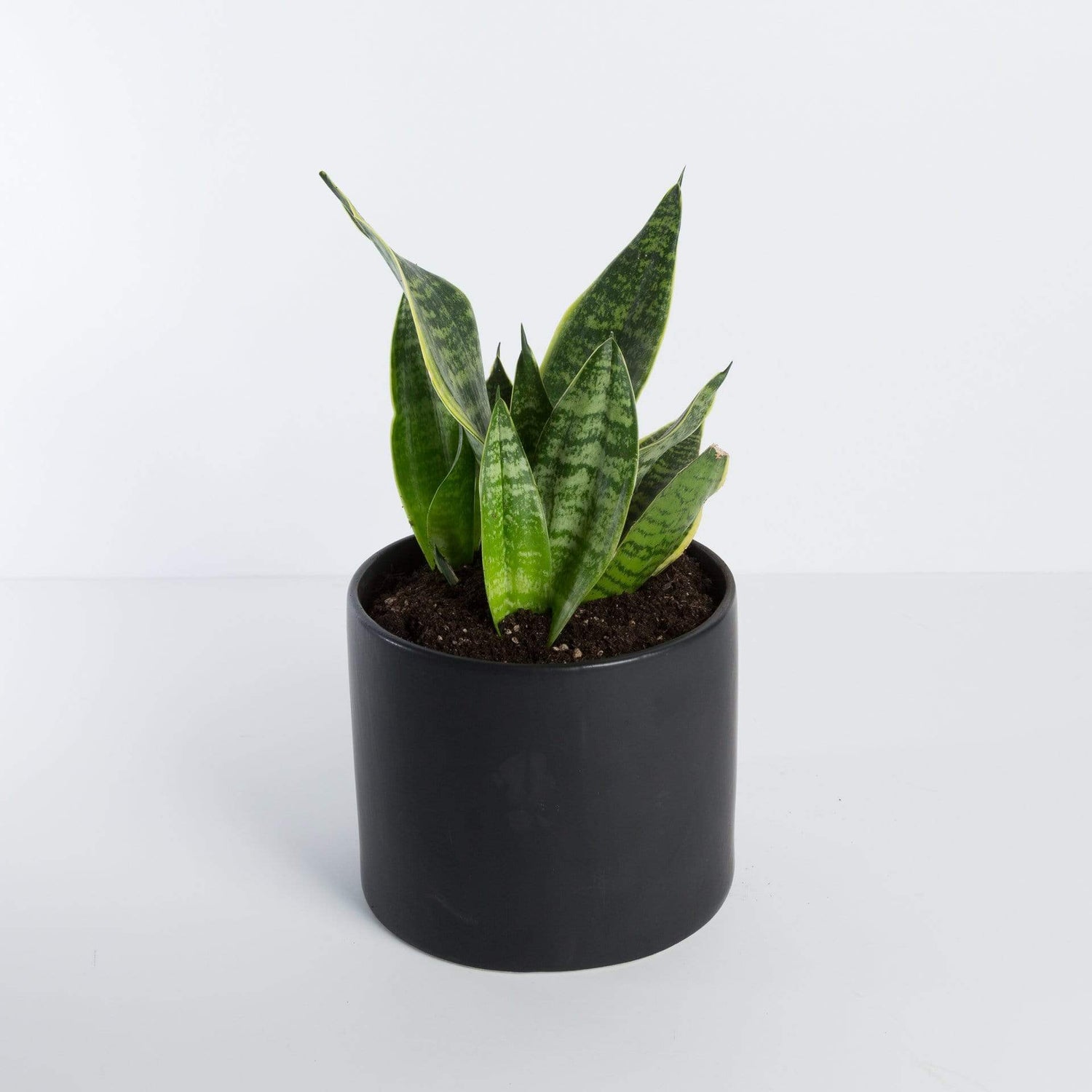 Urban Sprouts Plant Snake Plant 'Tyler'