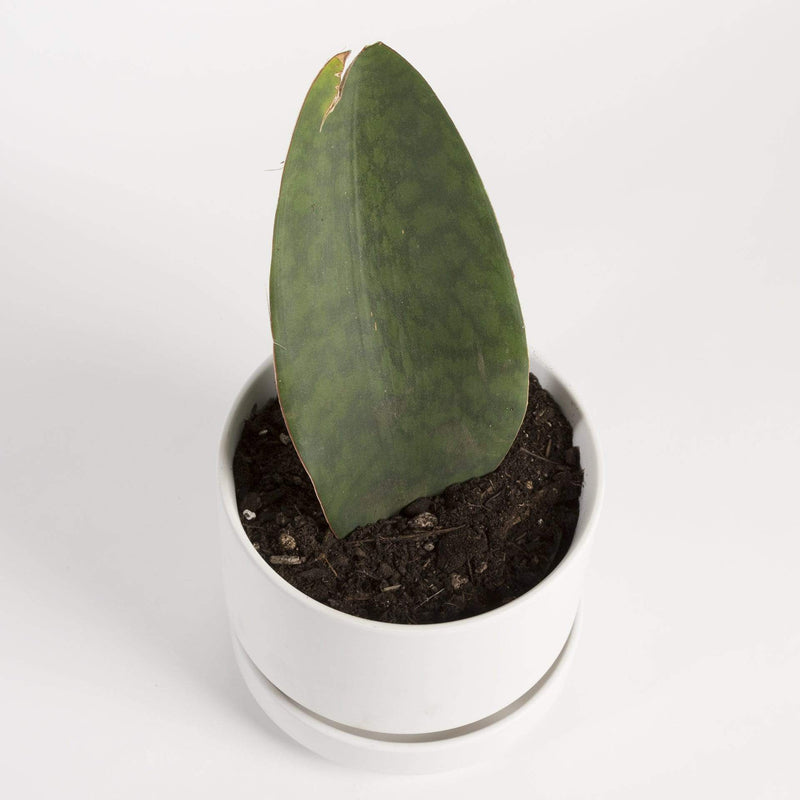 Snake Plant 'Whale Fin' - Urban Sprouts