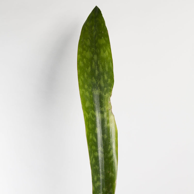 Snake Plant 'Whale Fin' - Urban Sprouts