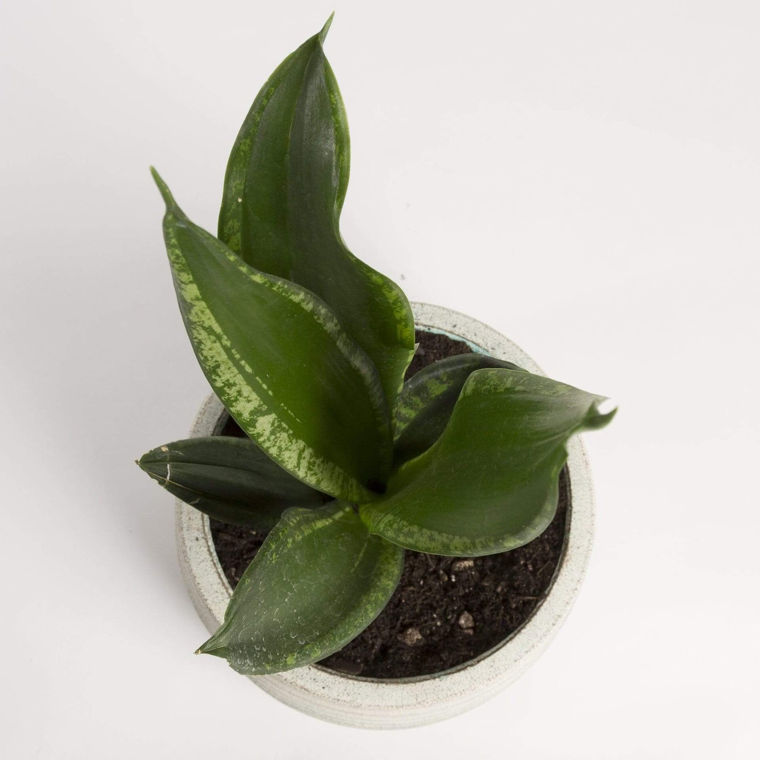 Urban Sprouts Plant Snake Plant 'Whitney'