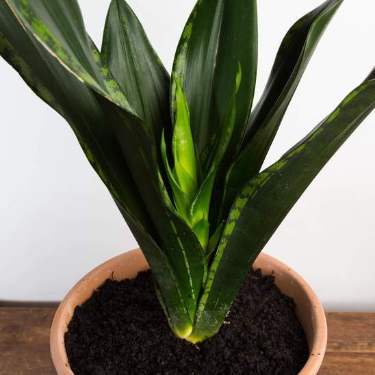 Urban Sprouts Plant Snake Plant 'Whitney'